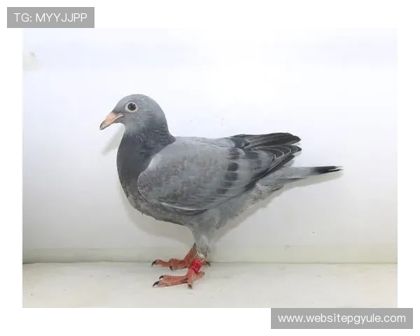 ag8娱乐官网严格的资金安全保障体系，确保每一笔交易都安全可靠，放心娱乐